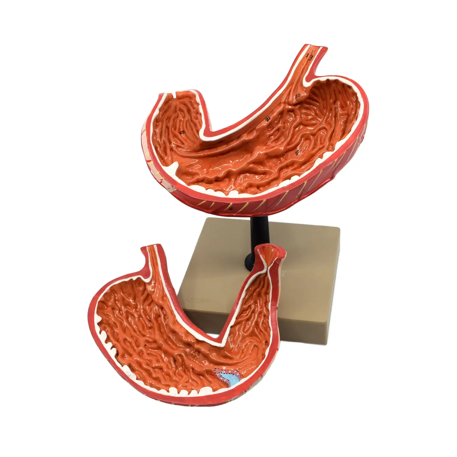 Modello Stomaco Scomponibile – Modello Didattico Anatomico a Grandezza Naturale - II corpo umano