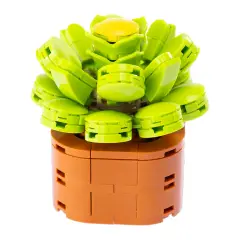 Mattoncini Pianta Esotica Aeonium Canariens 78044